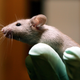 Image for article titled Bias Against Female Lab Animals Is Messing Up Scientific Research